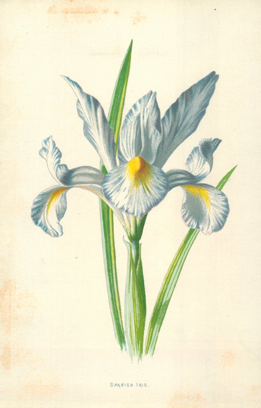 Espanjalainen Iris tekijältä Frederick Edward Hulme