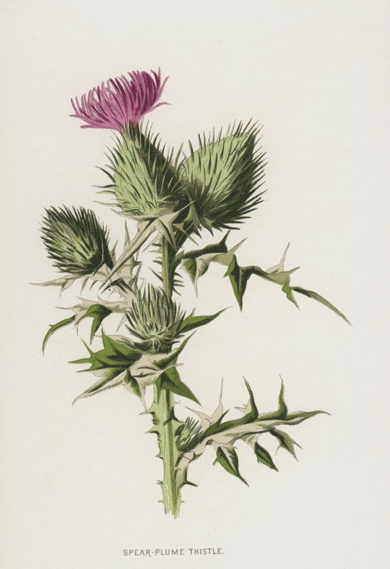 Spear-Plume Thistle (chromolitho) tekijältä Frederick Edward Hulme