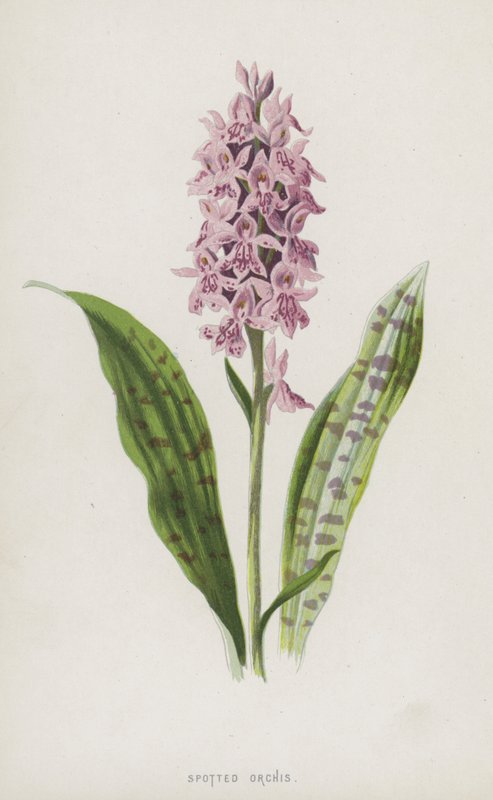 Täplikäs orchis (chromolitho) tekijältä Frederick Edward Hulme