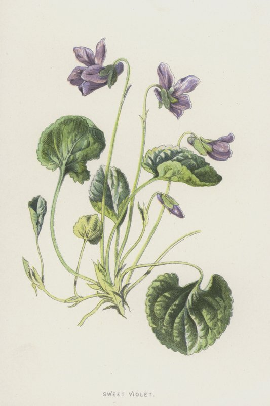 Sweet Violet (chromolitho) tekijältä Frederick Edward Hulme