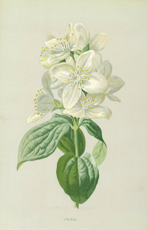 Syringa tekijältä Frederick Edward Hulme