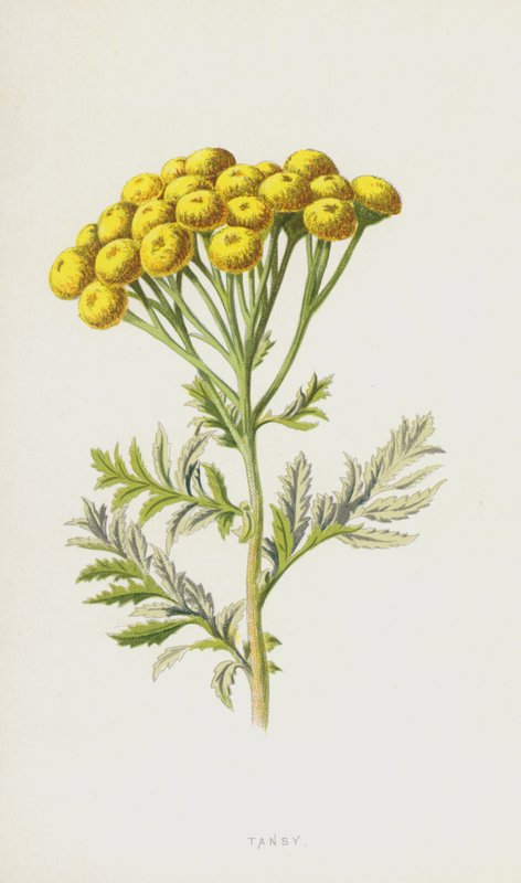 Tansy (chromolitho) tekijältä Frederick Edward Hulme