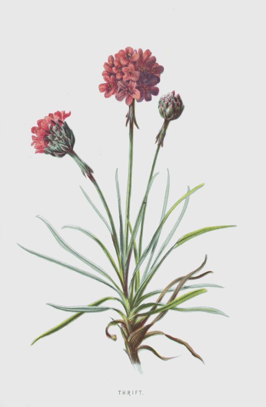 Säästävyys (chromolitho) tekijältä Frederick Edward Hulme