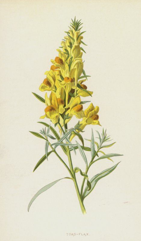 Rupikonna-pellava (chromolitho) tekijältä Frederick Edward Hulme