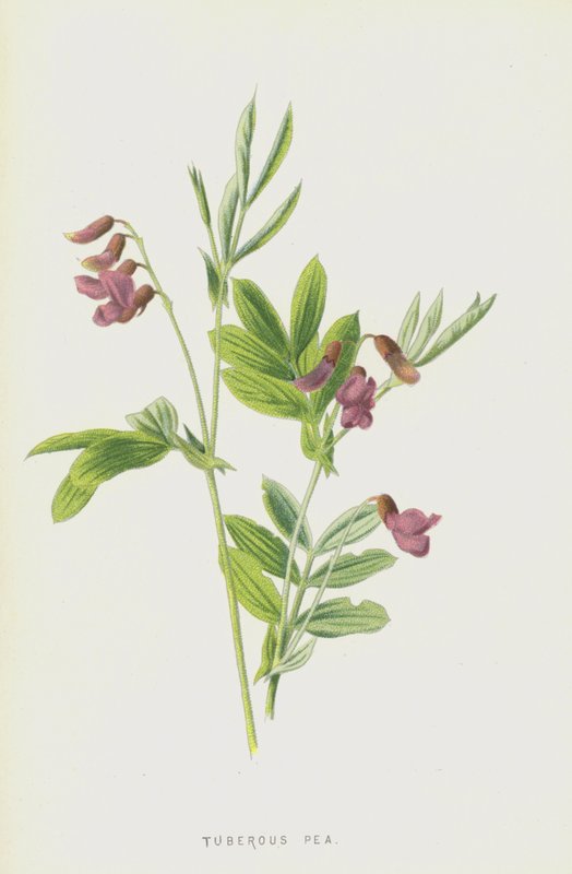 Mukulaherne (chromolitho) tekijältä Frederick Edward Hulme