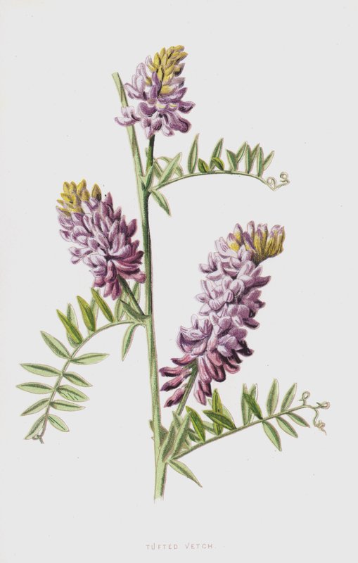 Tuftainen virna (chromolitho) tekijältä Frederick Edward Hulme