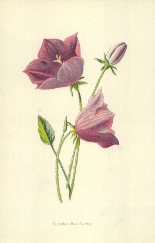 Turbinate Bell-Flower tekijältä Frederick Edward Hulme