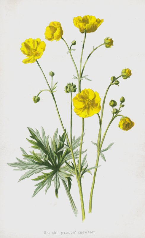 Pysty Niitty variksenjalka (chromolitho) tekijältä Frederick Edward Hulme