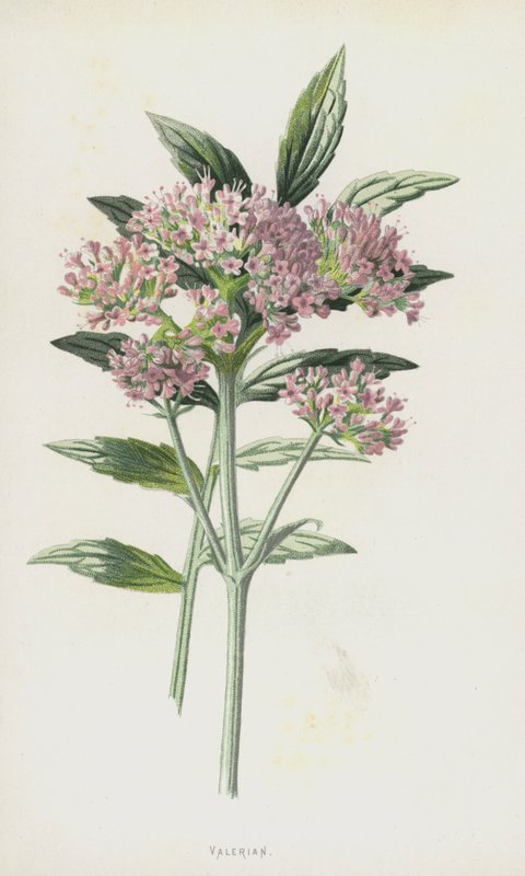 Valerian (chromolitho) tekijältä Frederick Edward Hulme