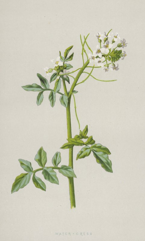 Vesikrassi (chromolitho) tekijältä Frederick Edward Hulme