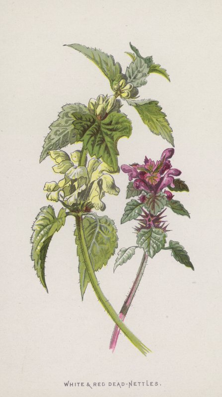 Valkoinen ja punainen kuollut nokkonen (chromolitho) tekijältä Frederick Edward Hulme
