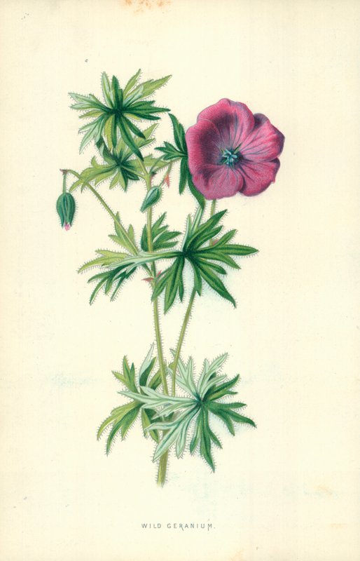 Villi geranium tekijältä Frederick Edward Hulme