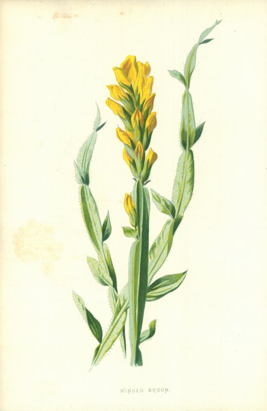 Siivekäs luuta tekijältä Frederick Edward Hulme