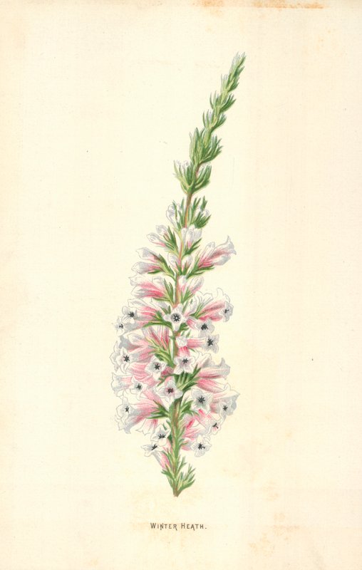 Winter Heath tekijältä Frederick Edward Hulme