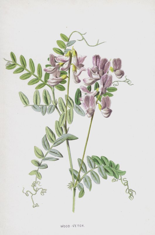 Puu-virna (chromolitho) tekijältä Frederick Edward Hulme