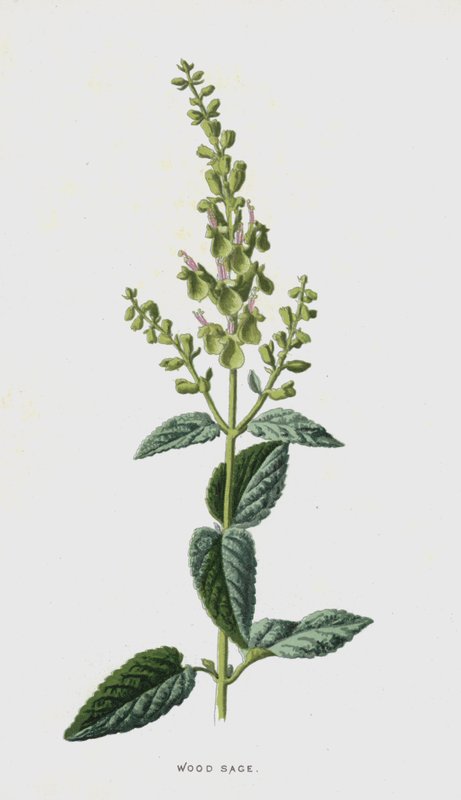 Puusalvia (chromolitho) tekijältä Frederick Edward Hulme