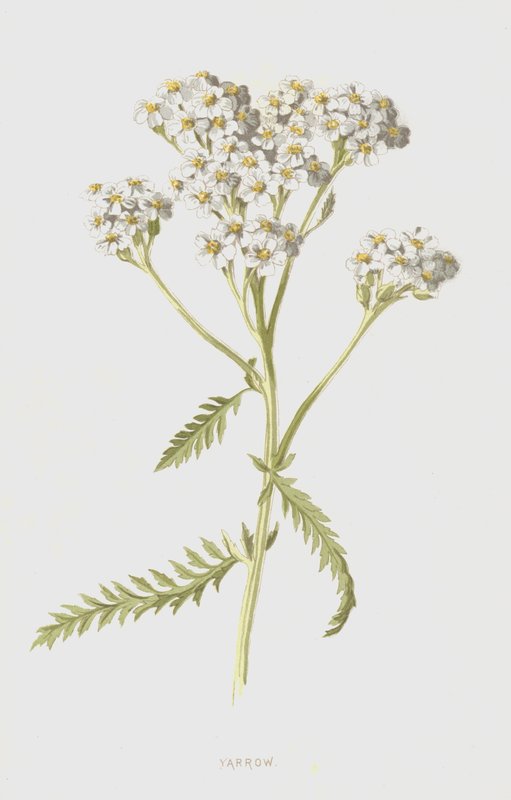 Siankärsämö (chromolitho) tekijältä Frederick Edward Hulme