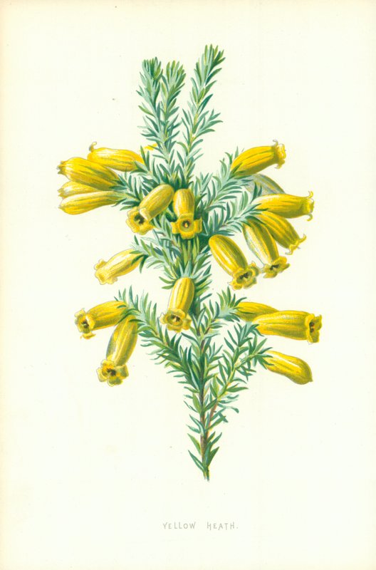 Keltainen Heath tekijältä Frederick Edward Hulme