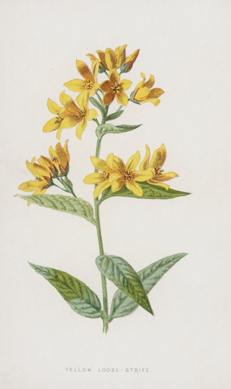 Yellow Loose-Strife (chromolitho) tekijältä Frederick Edward Hulme