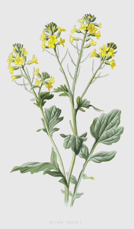 Keltainen raketti (chromolitho) tekijältä Frederick Edward Hulme
