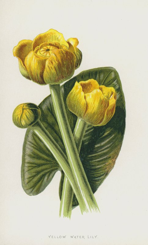 Keltainen lumpeen (chromolitho) tekijältä Frederick Edward Hulme