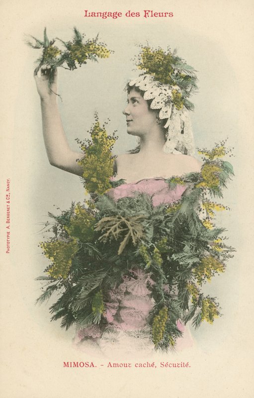 Kukkien kieli, Mimosa (värikuva) tekijältä French Photographer