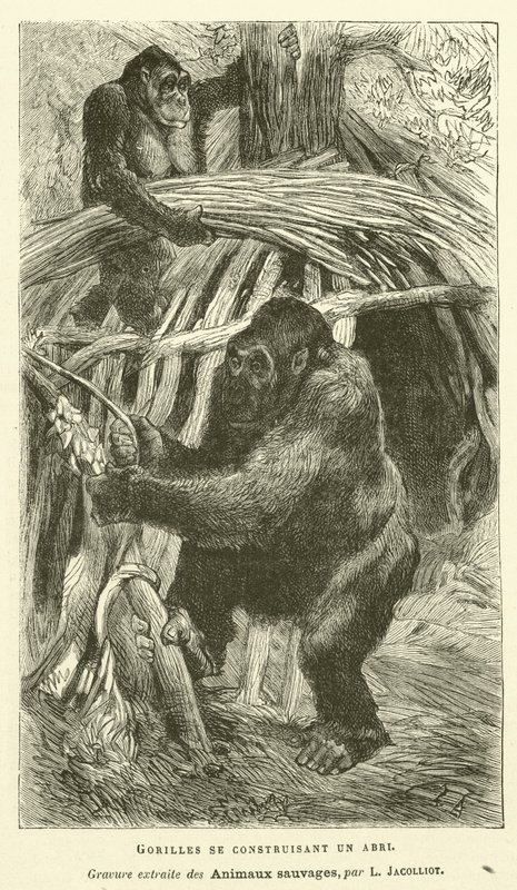 Gorillat rakentavat suojaa (kaiverrus) tekijältä French School