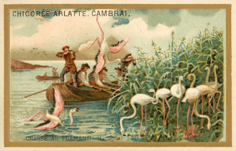 Metsästys flamingoja, Espanja (chromolitho) tekijältä French School