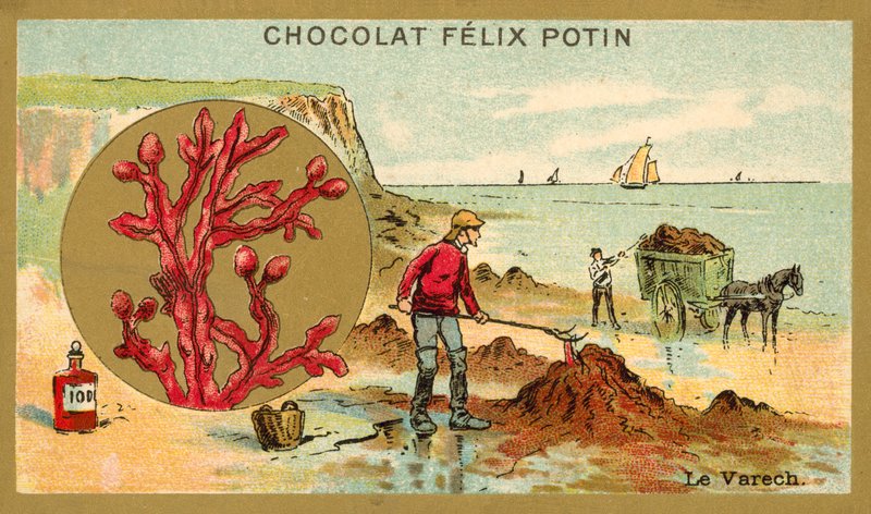 Kelp (kromoliitti) tekijältä French School