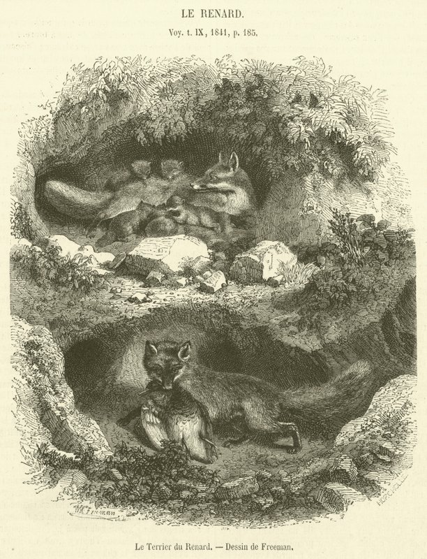The Fox
