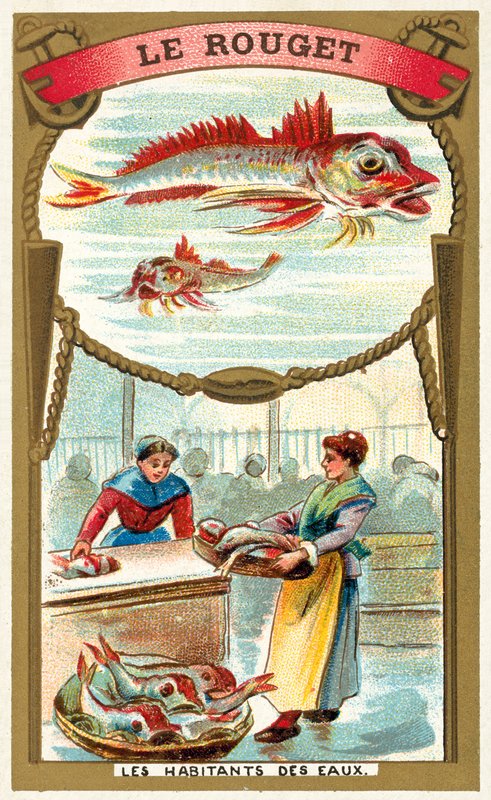 Punainen keltti (chromolitho) tekijältä French School