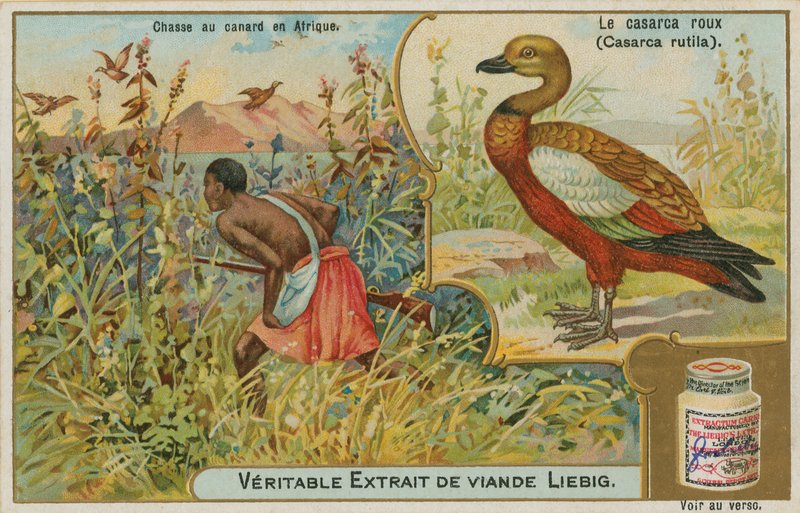 Ruddy Shelduck; ankanmetsästystä Afrikassa tekijältä French School