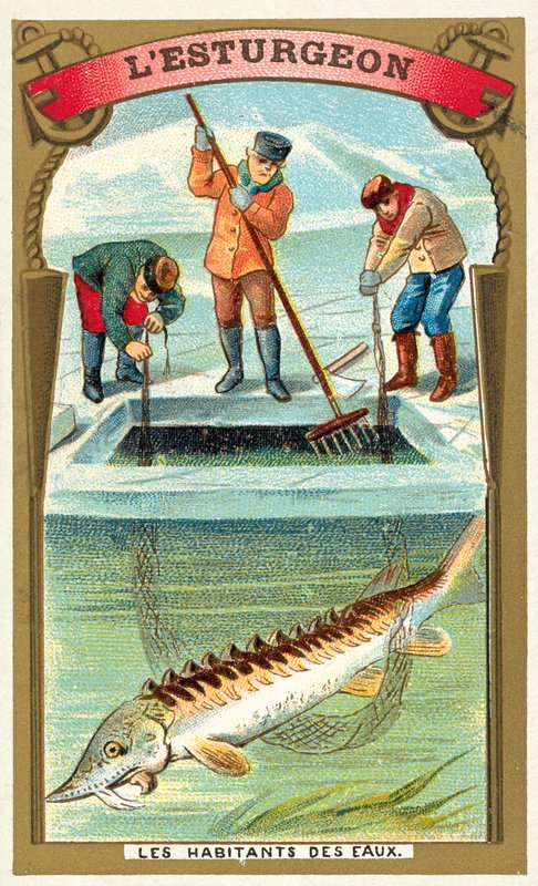 sampi (chromolitho) tekijältä French School