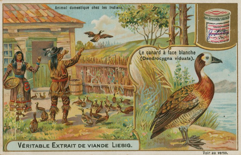Amerikan intiaanien kesyttämä valkonaamainen vihellysankka tekijältä French School