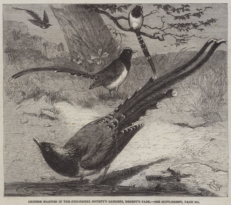 Kiinalaiset harakat Zoological Societyn puutarhoissa, Regent