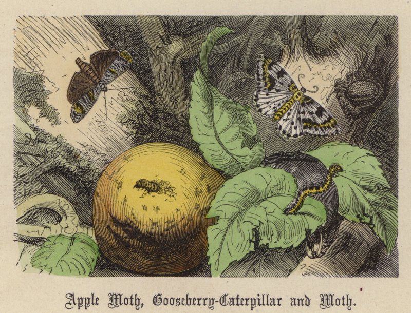 Apple Moth, Gooseberry-Caterpillar ja Moth (värillinen kaiverrus) tekijältä Friedrich Specht