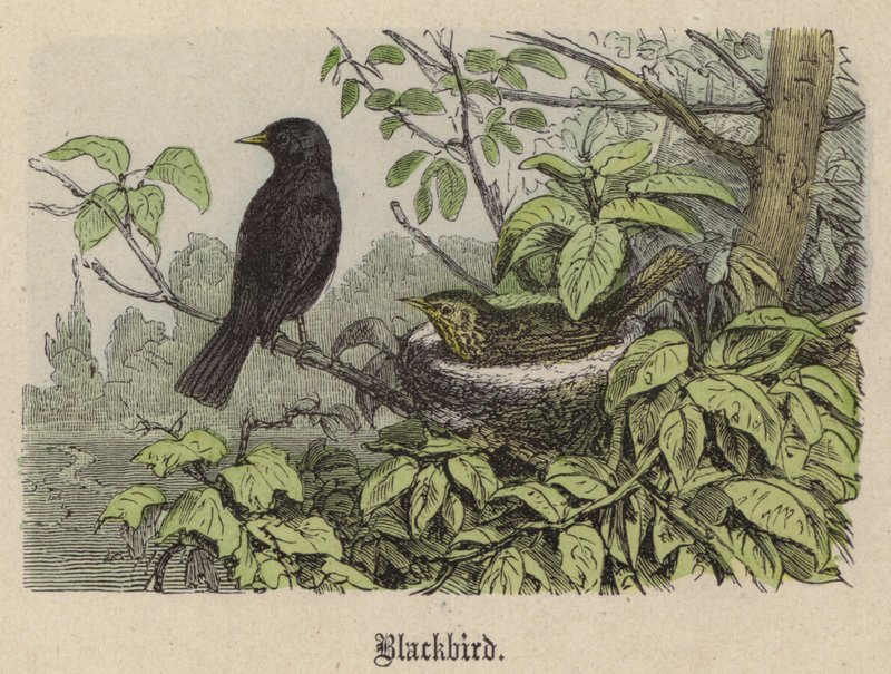 Blackbird (värillinen kaiverrus) tekijältä Friedrich Specht