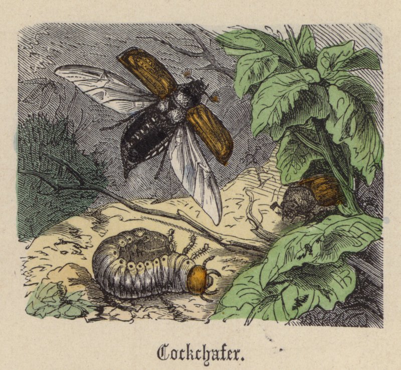 Cockchafer (värillinen kaiverrus) tekijältä Friedrich Specht