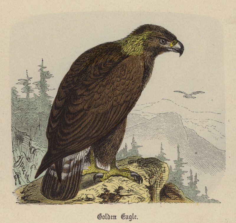 Golden Eagle (värillinen kaiverrus) tekijältä Friedrich Specht