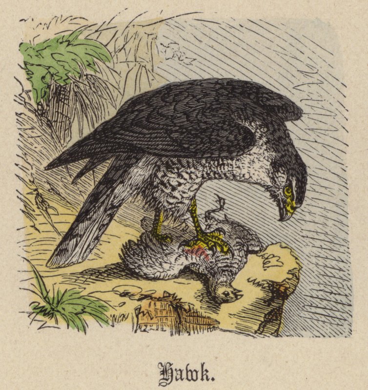 Hawk (värillinen kaiverrus) tekijältä Friedrich Specht
