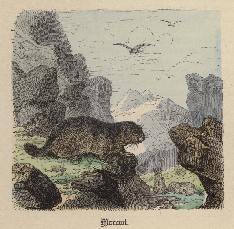 Murmeli (värillinen kaiverrus) tekijältä Friedrich Specht