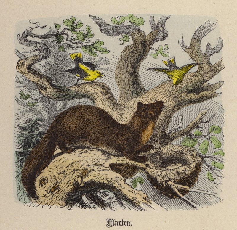 Marten (värillinen kaiverrus) tekijältä Friedrich Specht