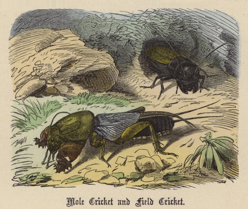 Mole Cricket ja Field Cricket (värillinen kaiverrus) tekijältä Friedrich Specht