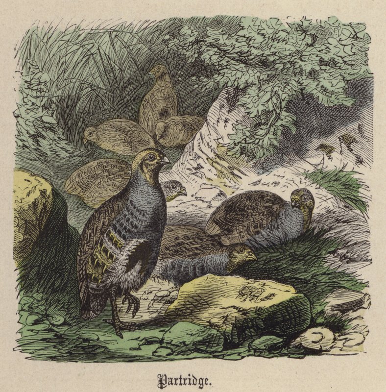 Partridge (värinen kaiverrus) tekijältä Friedrich Specht