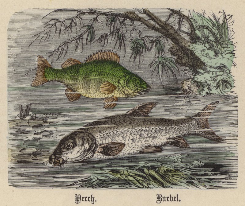 Ahven, Barbel (värillinen kaiverrus) tekijältä Friedrich Specht