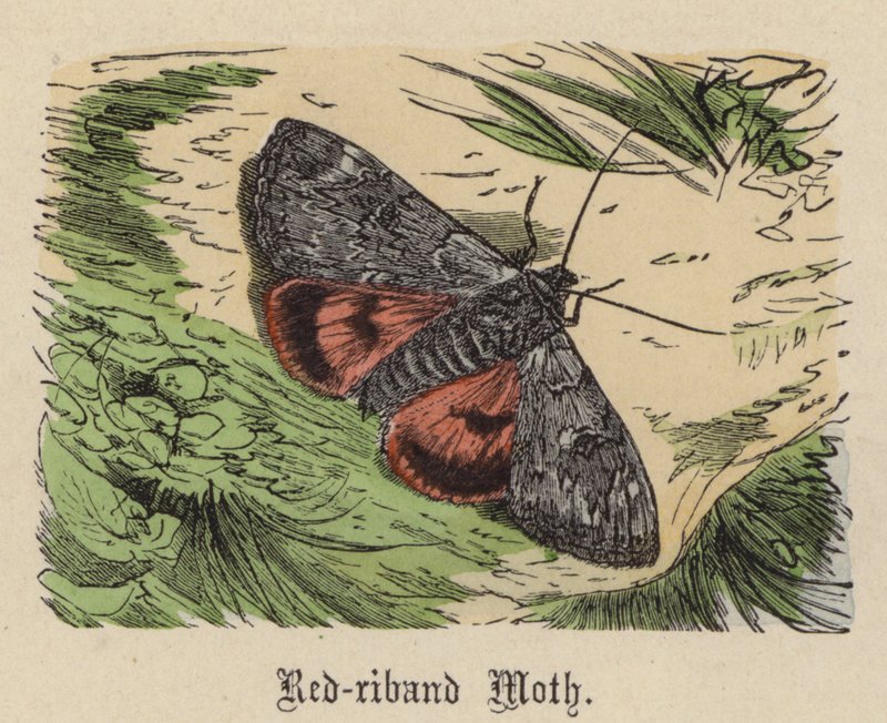 Red-band Moth (värillinen kaiverrus) tekijältä Friedrich Specht