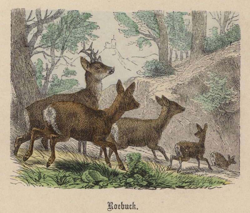 Roebuck (värillinen kaiverrus) tekijältä Friedrich Specht