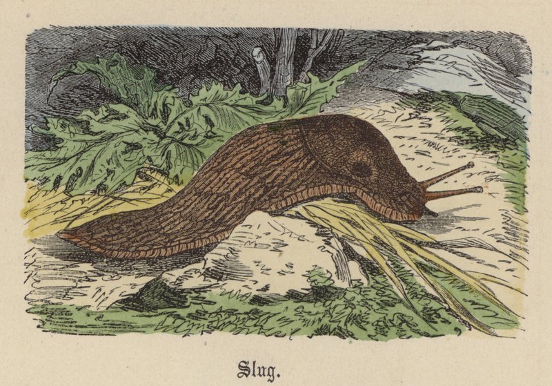Slug (värillinen kaiverrus) tekijältä Friedrich Specht