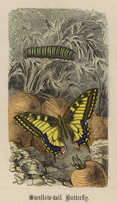 Swallow-tail perhonen (värillinen kaiverrus) tekijältä Friedrich Specht