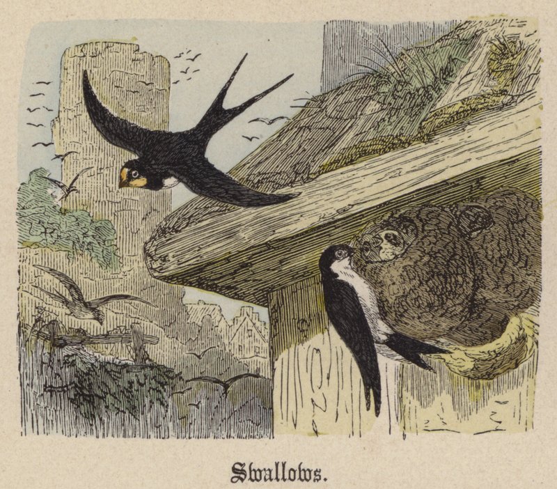 Pääskyset (värillinen kaiverrus) tekijältä Friedrich Specht